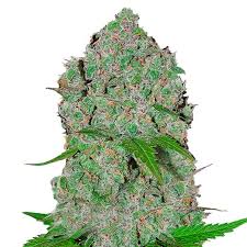 Banana Sherbet Auto Double XL