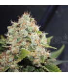 BCN Sour Diesel