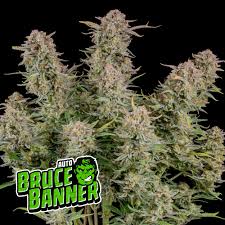 Bruce Banner Auto