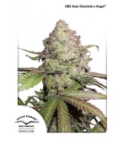 CBD Auto Charlotte’s Angel