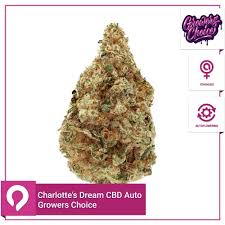 Charlotte Dream CBD Auto