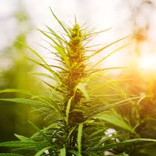 Charlotte Dream CBD Auto