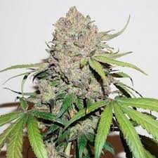 Charlotte Dream CBD Auto