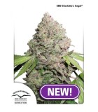 CHARLOTTE'S ANGEL CBD