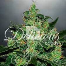 CRITICAL JACK HERER AUTO