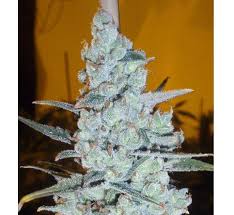 CRITICAL JACK HERER AUTO