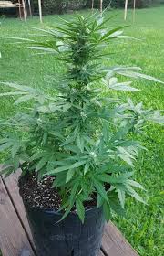 CRITICAL JACK HERER AUTO
