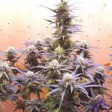 Crystal Candy XL Auto