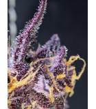 Diablo Rojo XL Auto®