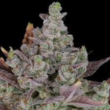 Gorilla Cookies Auto