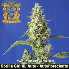 Gorilla Girl XL Auto