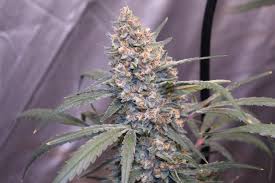 Gorilla Girl XL Auto