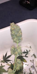 Gorilla Girl XL Auto