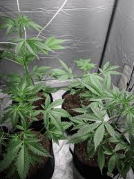 Skywalker OG Runtz XL Auto