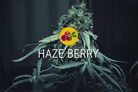 HAZE BERRY AUTO