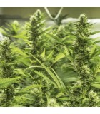 HIGH LEVEL (Lesotho x Skunk Haze)