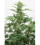 INDUSTRIAL PLANT AUTO CBD