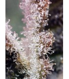 Jet Fuel Mandarine XL Auto®