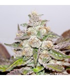 Mendocino Purple Kush