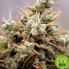 Mimosa Bruce Banner XL Auto