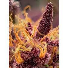 Mimosa Bruce Banner XL Auto