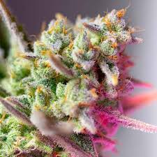 Mimosa Bruce Banner XL Auto