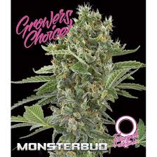 Monsterbud Auto