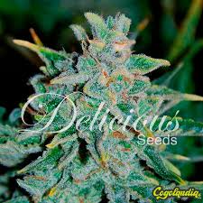 NORTHERN LIGHT BLUE AUTO