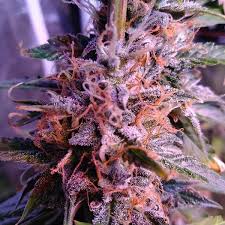 NORTHERN LIGHT BLUE AUTO