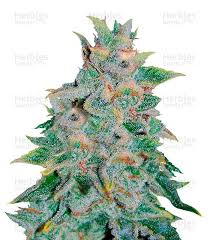 NORTHERN LIGHT BLUE AUTO