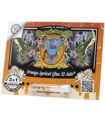 Orange Apricot Glue XL Auto