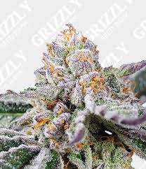 Orange Apricot Glue XL Auto