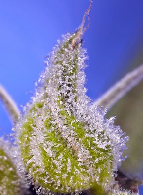 NEW - Jealousy XL Auto®