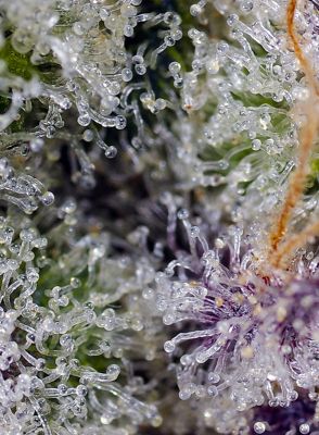 NEW - Pineapple Slush XL Auto®