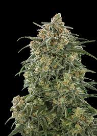 Platinum Mimosa Cookies Double XL Autoflower