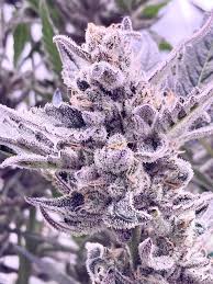 Platinum Mimosa Cookies Double XL Autoflower