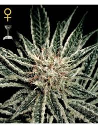 Platinum Mimosa Cookies Double XL Autoflower