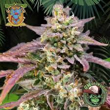 Purple Punch Og XL Auto