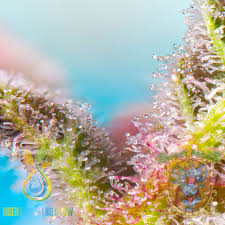 Purple Punch Og XL Auto