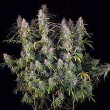 Purple Punch Og XL Auto