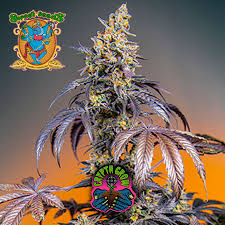 Red Gorilla Girl XL Auto®