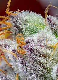 Red Gorilla Girl XL Auto®