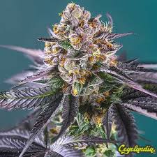 Red Gorilla Girl XL Auto®