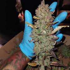 Red Gorilla Girl XL Auto®