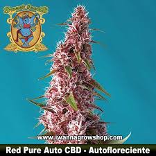 Red Pure Auto CBD