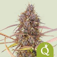 PURPLE QUEEN AUTO