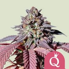 PURPLE QUEEN AUTO