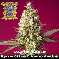 Skywalker OG Runtz XL Auto