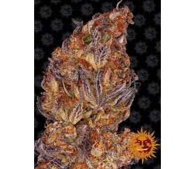 Strawberry Banana Gelato XL Auto