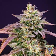 Strawberry Banana Gelato XL Auto